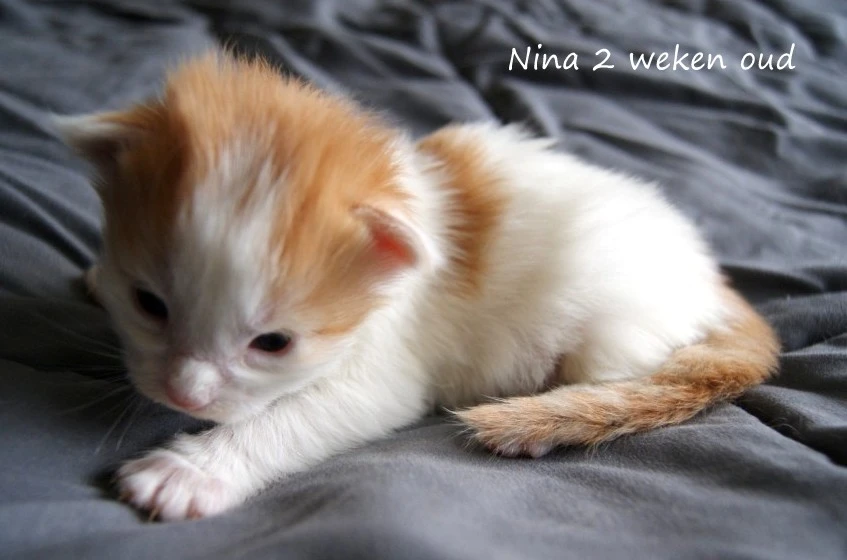 Nina
